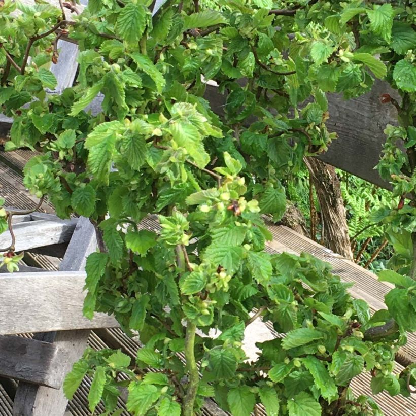 Corylus avellana Scooter - noisetier nain tortueux (Feuillage)