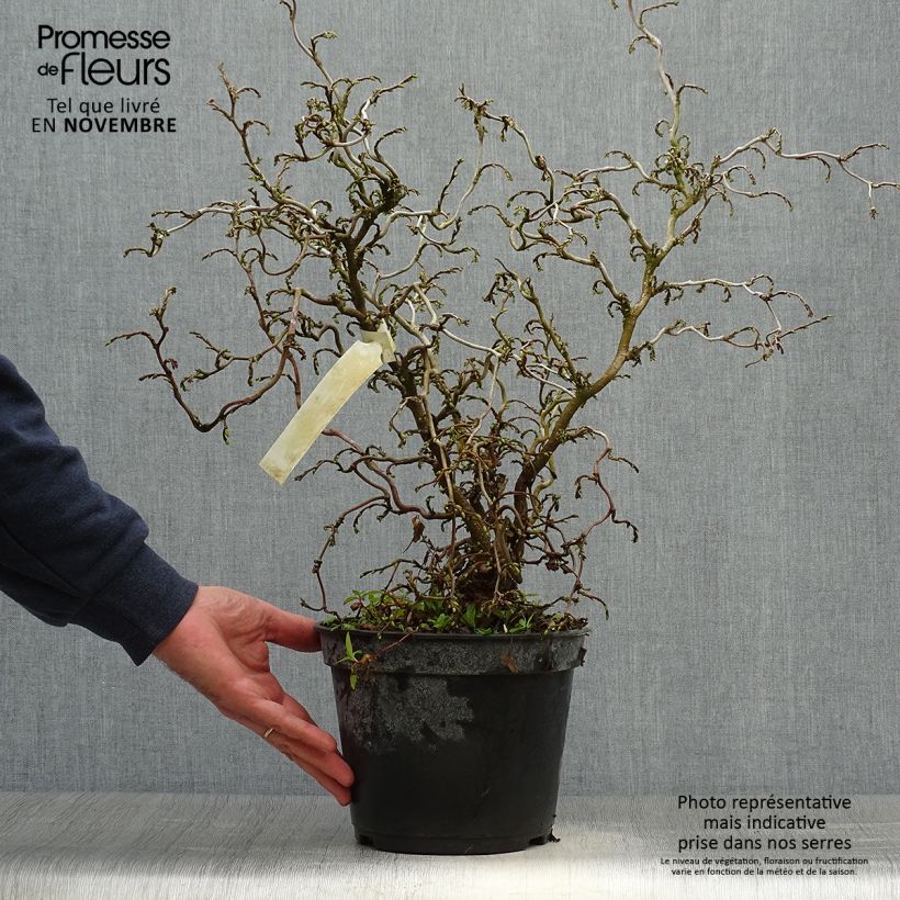 Spécimen de Corylus avellana Scooter - noisetier nain tortueux Pot de 4L/5L tel que livré en automne