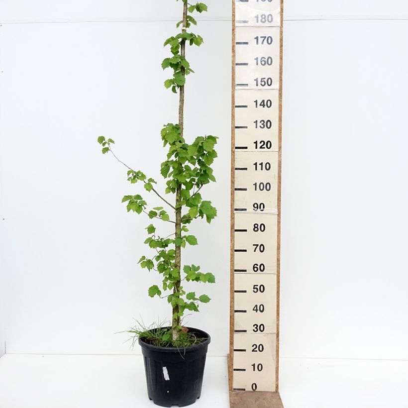 Spécimen de Corylus colurna - Noisetier de Byzance Pot de 12L/15L tel que livré au printemps