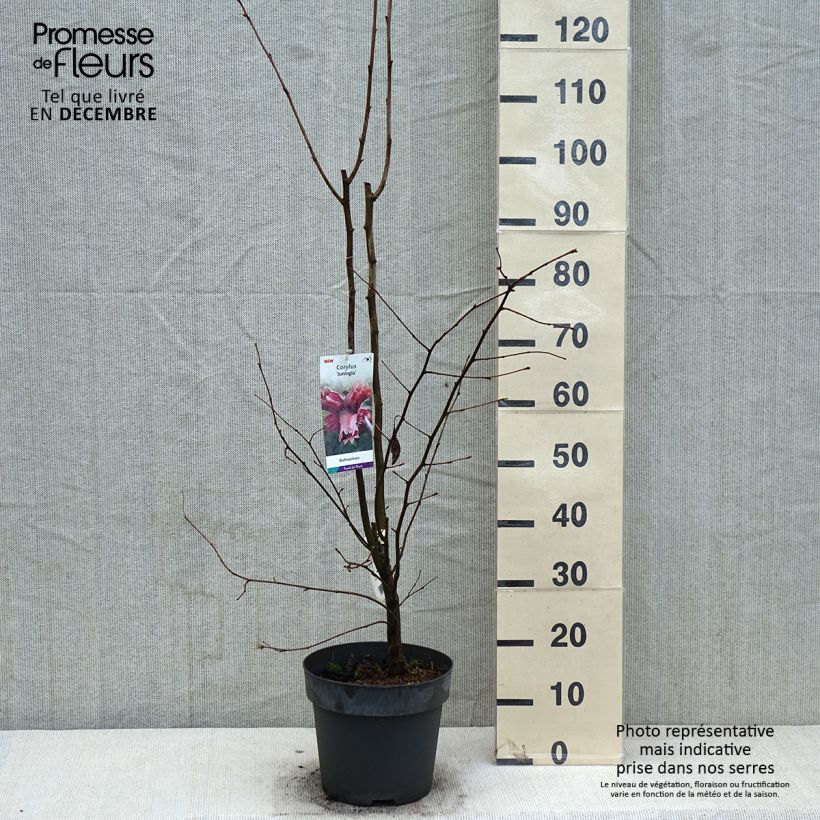 Spécimen de Corylus maxima Juningia - Noisetier de Lambert Pot de 4L/5L tel que livré en hiver