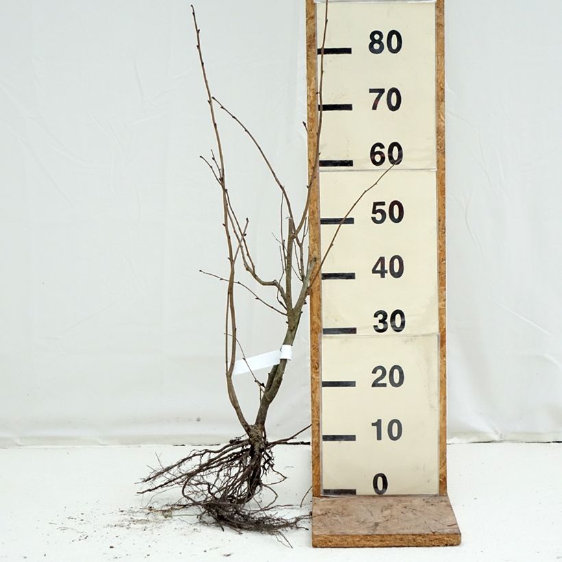 Spécimen de Corylus maxima Purpurea - Noisetier pourpre Racines nues tel que livré en hiver