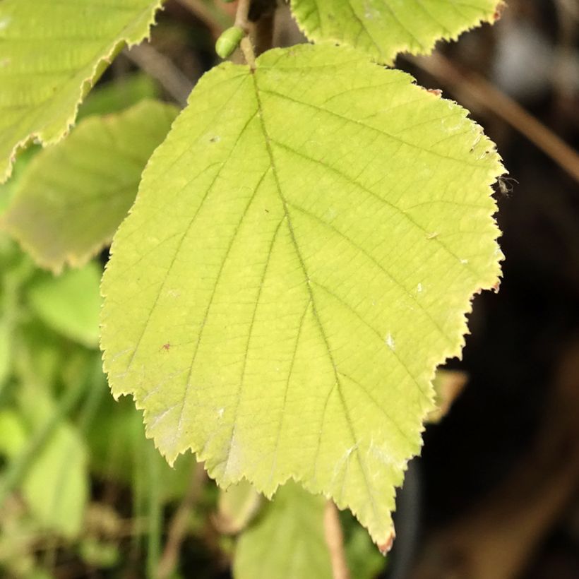 Corylus sieboldiana - Noisetier du Japon (Feuillage)