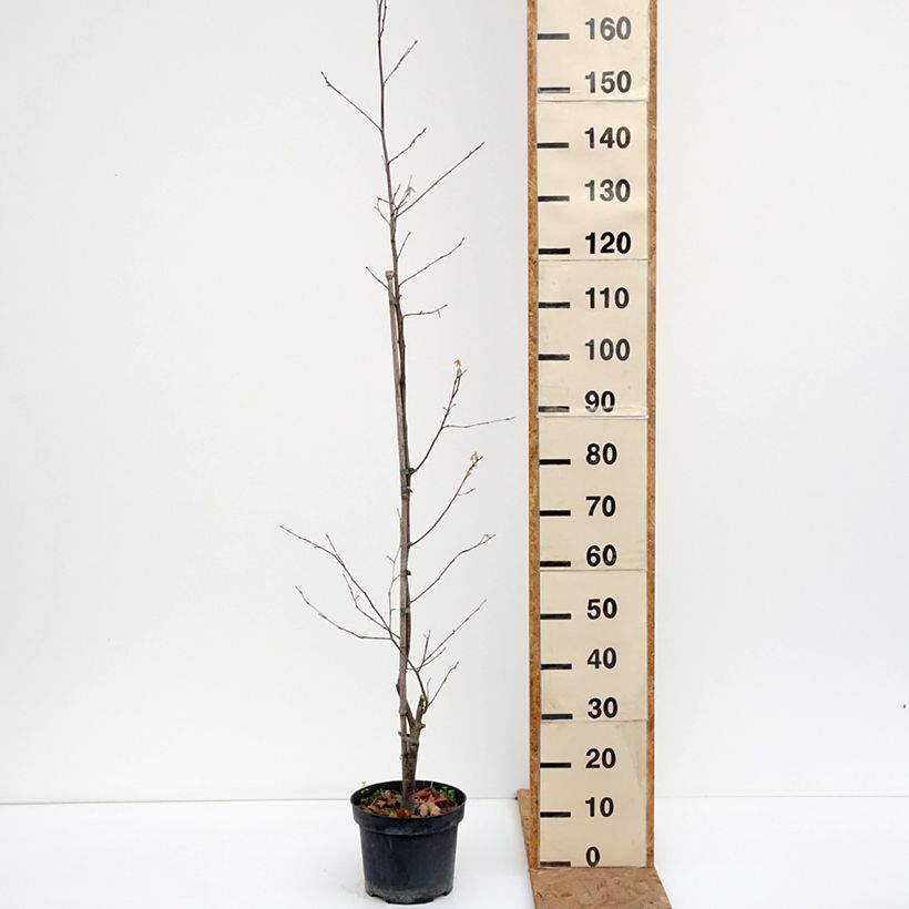 Spécimen de Corylus sieboldiana - Noisetier du Japon Pot de 4L/5L tel que livré en automne