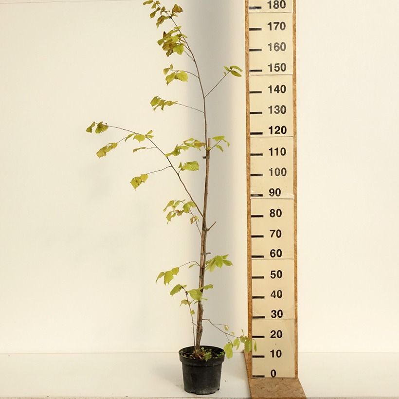 Spécimen de Corylus sieboldiana - Noisetier du Japon Pot de 4L/5L tel que livré en été