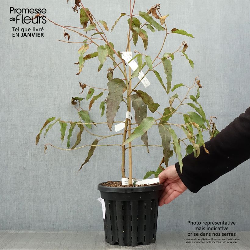 Spécimen de Corymbia citriodora - Eucalyptus citronné Pot de 3L/4L tel que livré en hiver