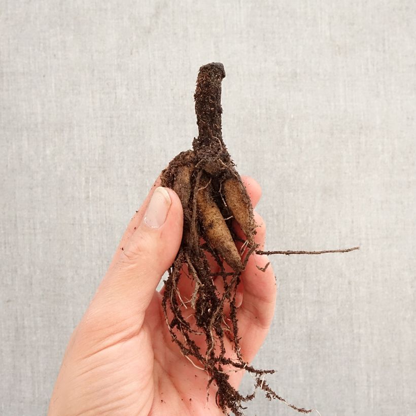 Spécimen de Cosmos atrosanguineus - Cosmos chocolat Bulbe calibre I tel que livré au printemps