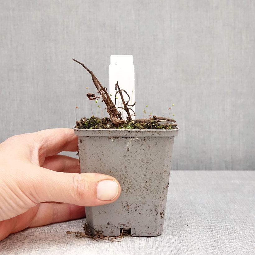 Spécimen de Cosmos atrosanguineus - Cosmos chocolat Godet de 8/9 cm calibre I tel que livré au printemps