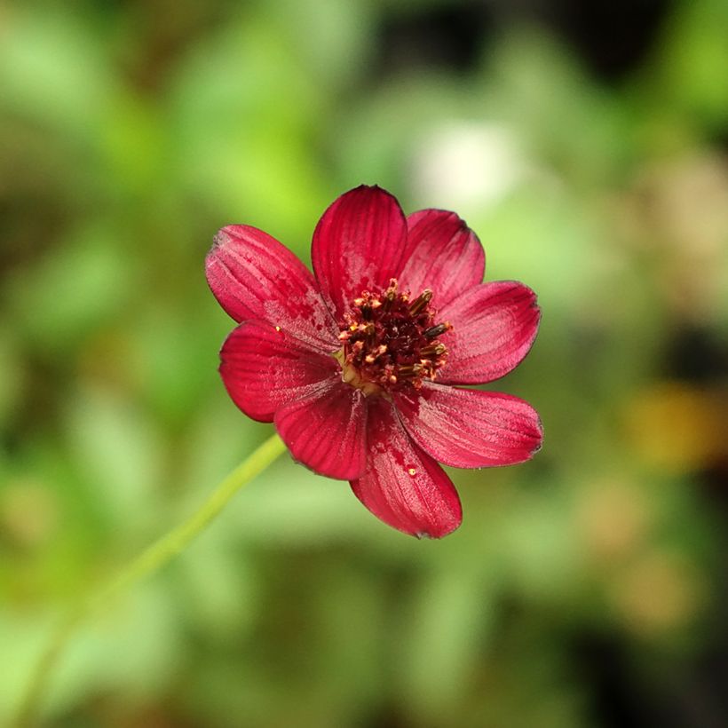 Cosmos atrosanguineus Eclipse - Cosmos chocolat (Floraison)
