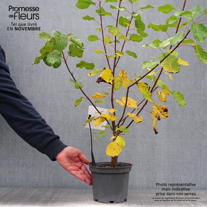 Spécimen de Cotinus coggygria - Arbre à Perruques Pot de 3L/4L tel que livré en automne