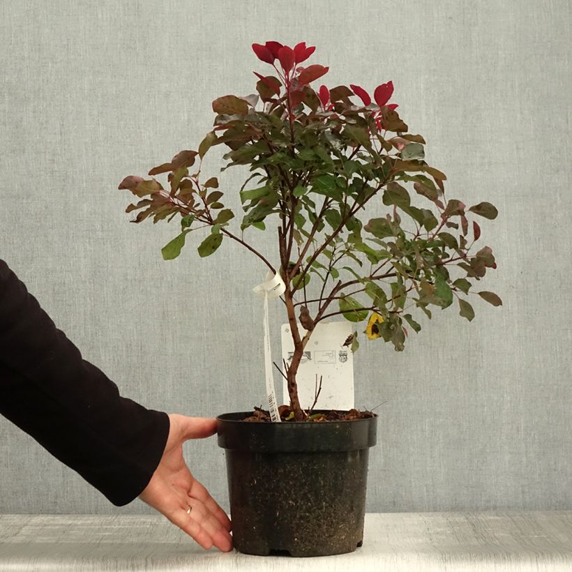 Spécimen de Cotinus coggygria Dusky Maiden - Arbre à Perruques Pot de 3L/4L tel que livré en automne
