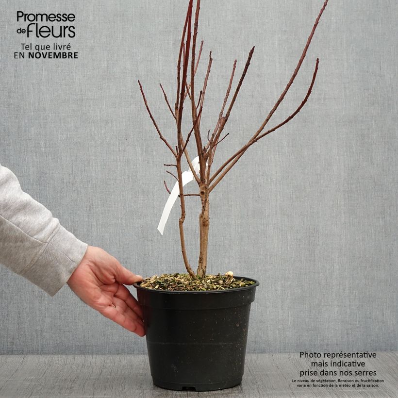 Spécimen de Cotinus coggygria Flamissimo - Arbre à perruque Pot de 3L/4L tel que livré en automne