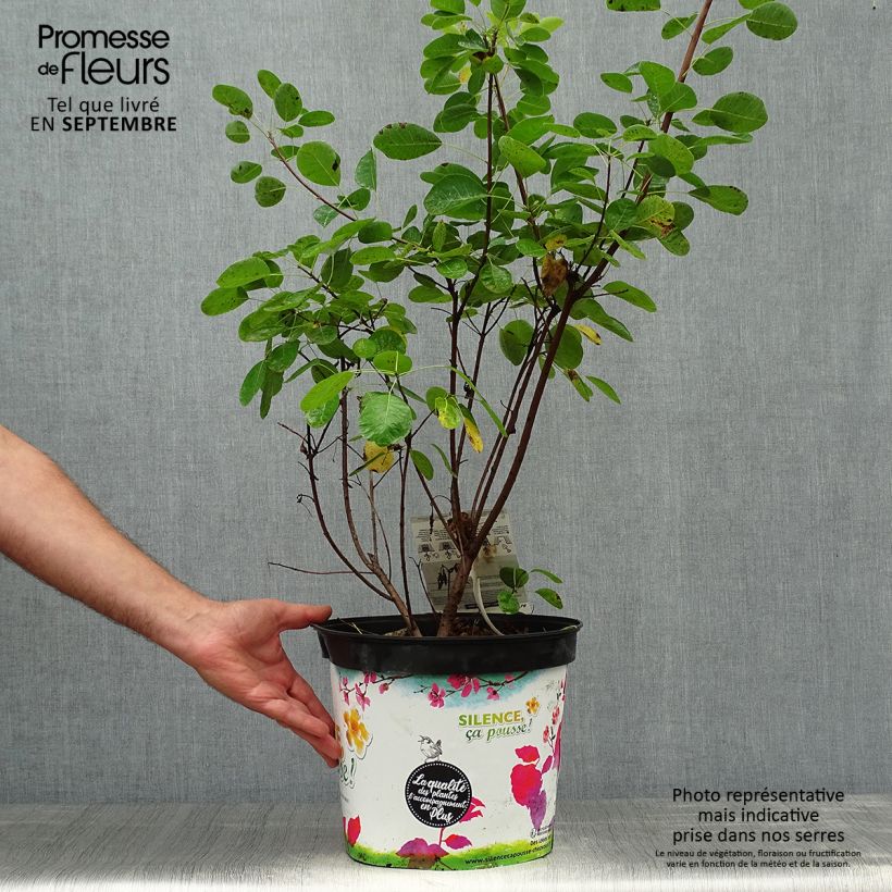 Spécimen de Cotinus coggygria Golden Lady - Arbre à perruque Pot de 7,5L/10L tel que livré en automne