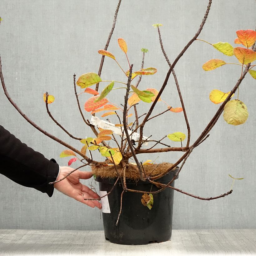 Spécimen de Cotinus coggygria Golden Spirit - Arbre à Perruques Doré Pot de 7,5L/10L tel que livré en automne