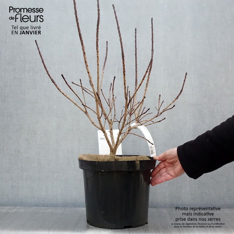 Spécimen de Cotinus coggygria Golden Spirit - Arbre à Perruques Doré Pot de 7,5L/10L tel que livré en hiver