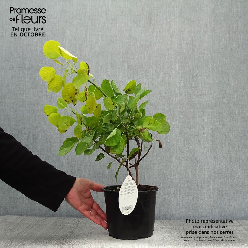Spécimen de Cotinus coggygria Golden Spirit - Arbre à Perruques Doré Pot de 2L/3L tel que livré en automne