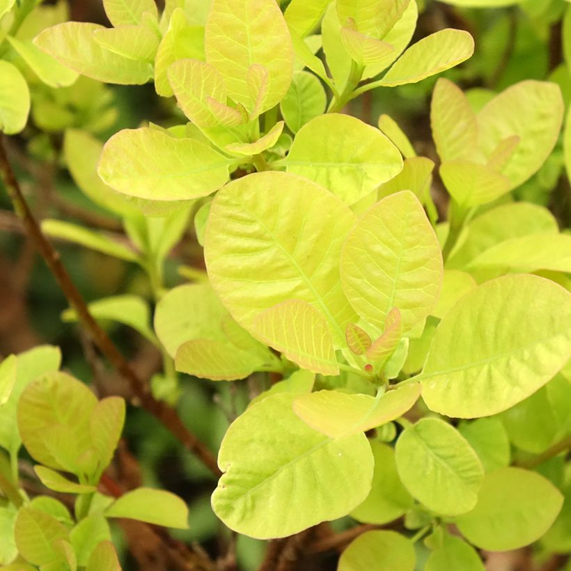 Cotinus coggygria Lemon Lady - Arbre à perruques (Feuillage)
