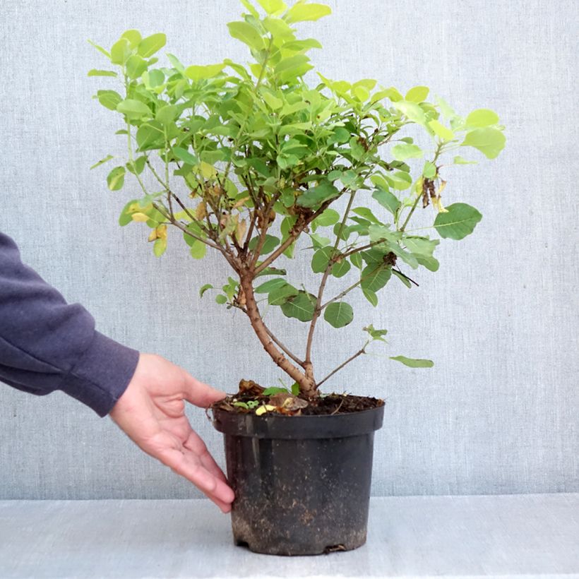 Spécimen de Cotinus coggygria Lemon Lady - Arbre à perruques Pot de 2L/3L tel que livré en automne