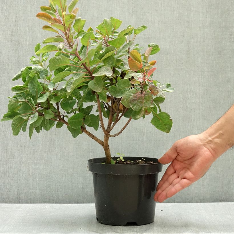 Spécimen de Cotinus coggygria Lemon Lady - Arbre à perruques Pot de 2L/3L tel que livré en été