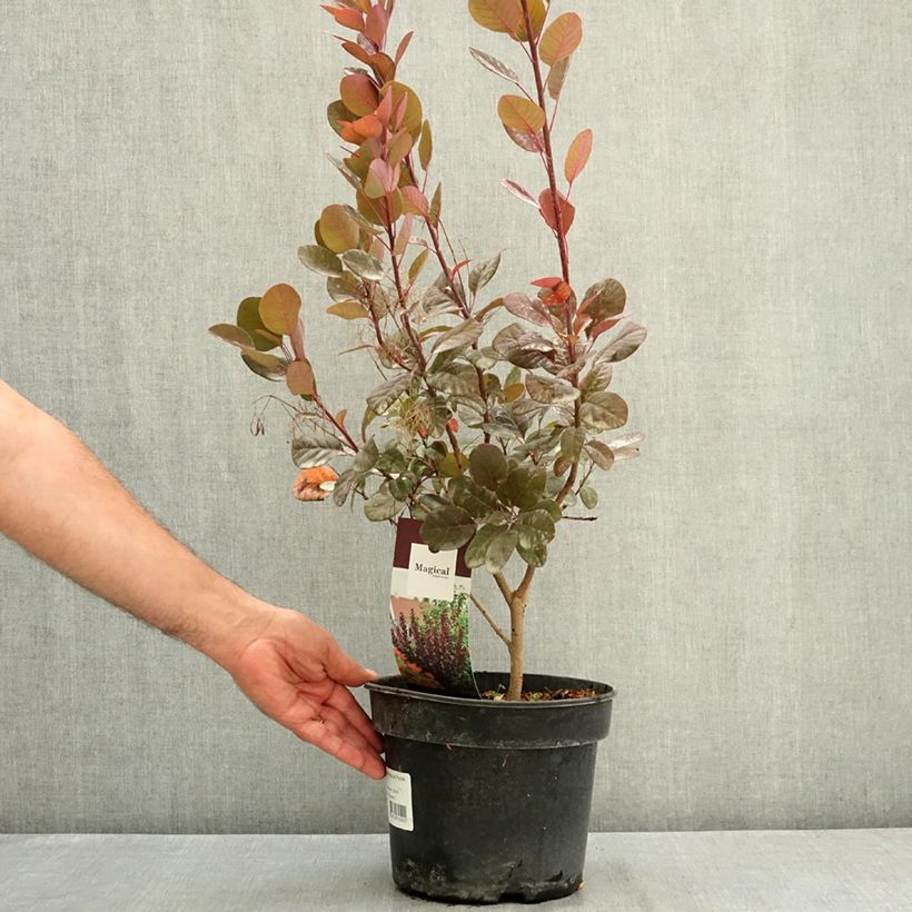 Spécimen de Cotinus coggygria Magical Purple - Arbre à perruque Pot de 4L/5L tel que livré en été