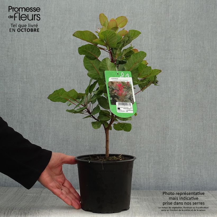 Spécimen de Cotinus coggygria Old Fashioned - Arbre à Perruques Pot de 3L/4L tel que livré en automne