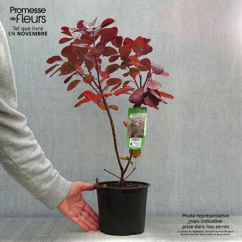 Spécimen de Cotinus coggygria Royal Purple - Arbre à perruque  Pot de 2L/3L tel que livré en automne