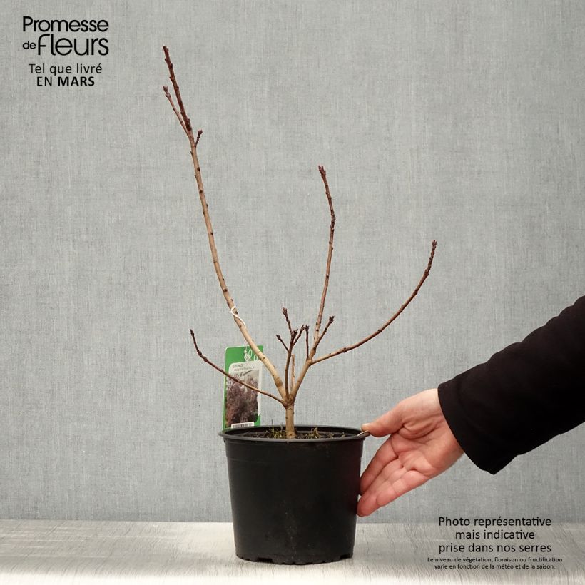 Spécimen de Cotinus coggygria Royal Purple - Arbre à perruque  Pot de 2L/3L tel que livré au printemps