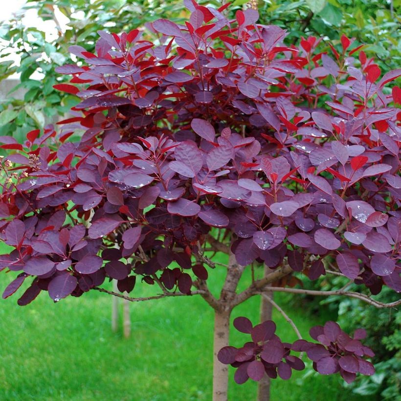 Cotinus coggygria Royal Purple - Arbre à perruque (Feuillage)
