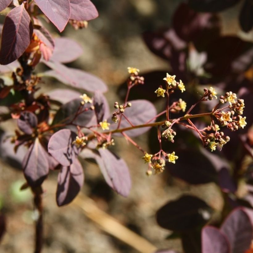 Cotinus coggygria Royal Purple - Arbre à perruque (Floraison)