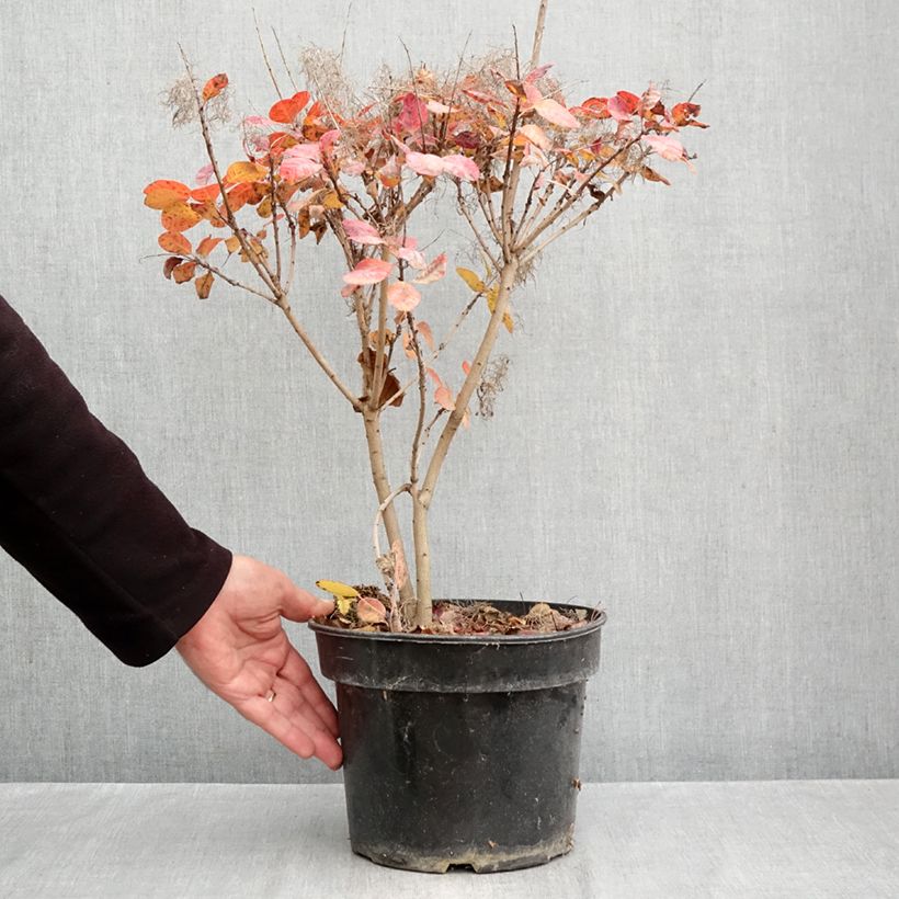 Spécimen de Cotinus coggygria Royal Purple - Arbre à perruque  Pot de 4L/5L tel que livré en automne