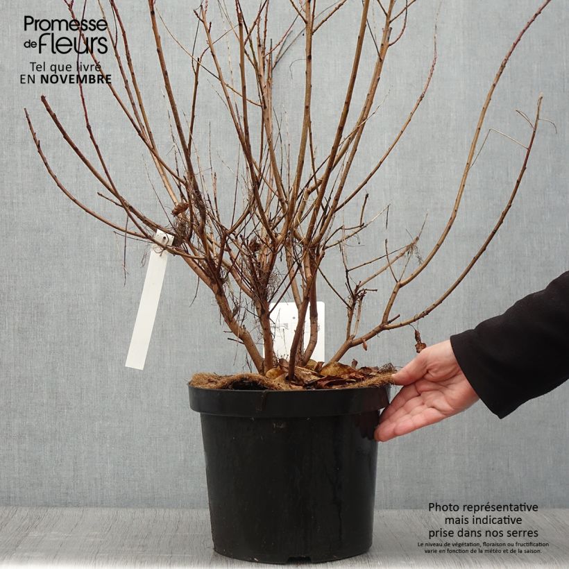 Spécimen de Cotinus coggygria Young Lady - Arbre à Perruque Pot de 6L/7L tel que livré en automne