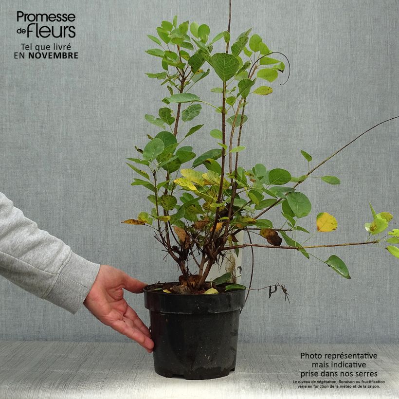 Spécimen de Cotinus coggygria Young Lady - Arbre à Perruque Pot de 2L/3L tel que livré en automne