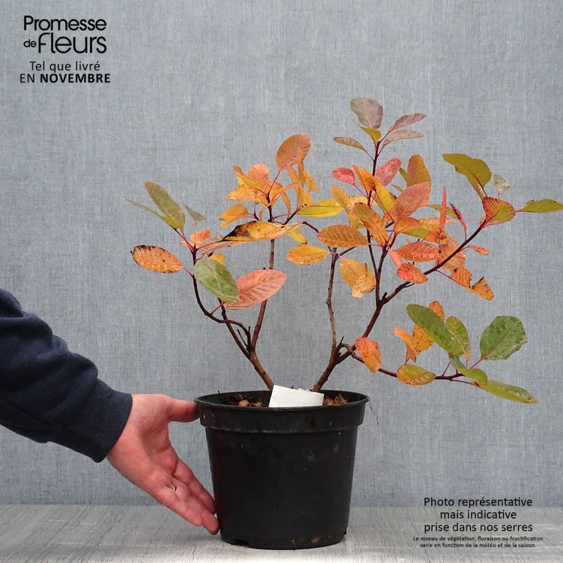 Spécimen de Cotinus Grace - Arbre à perruque Pot de 7,5L/10L tel que livré en automne