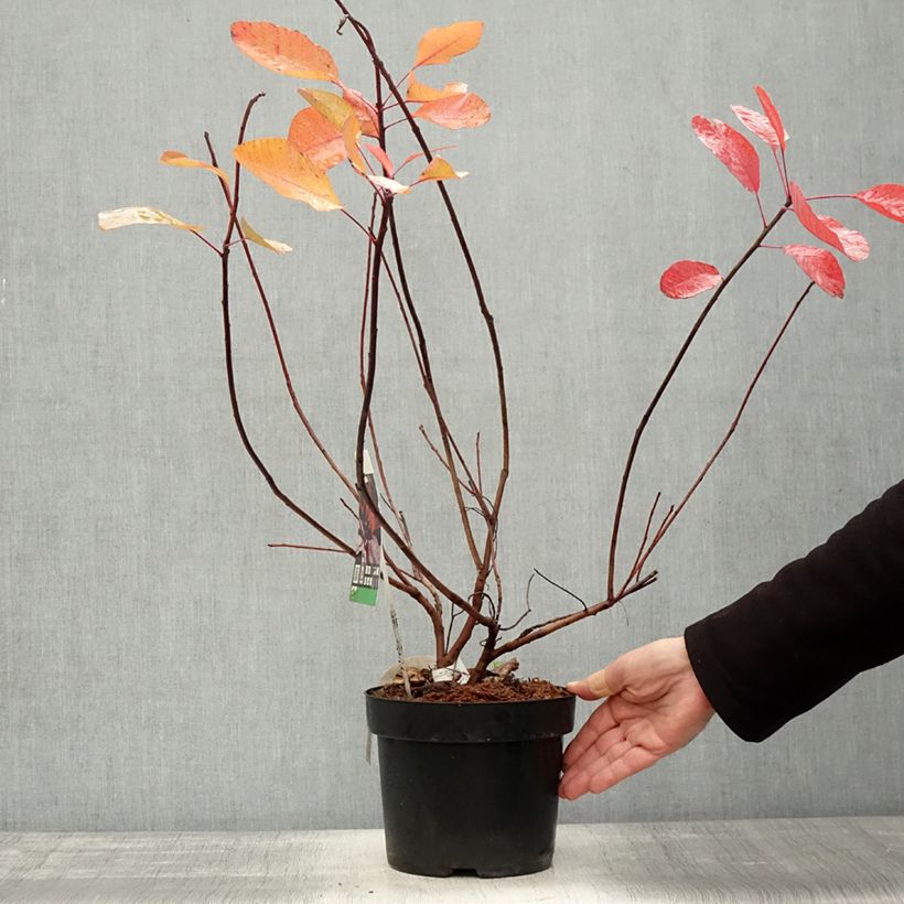 Spécimen de Cotinus Grace - Arbre à perruque Pot de 2L/3L tel que livré en automne