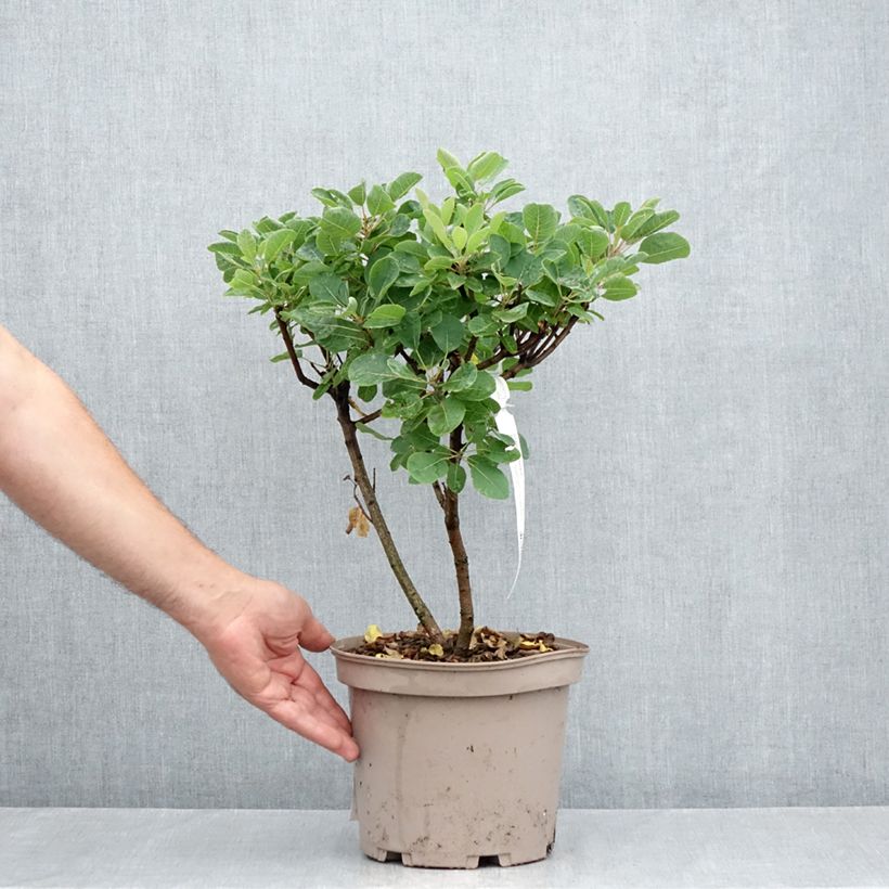 Spécimen de Cotinus Smokey Joe - Arbre à perruque Pot de 3L/4L tel que livré en été