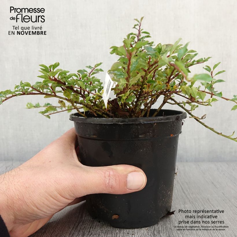 Spécimen de Cotoneaster adpressus - Cotonéaster rampant. Pot de 1,5L/2L tel que livré en automne