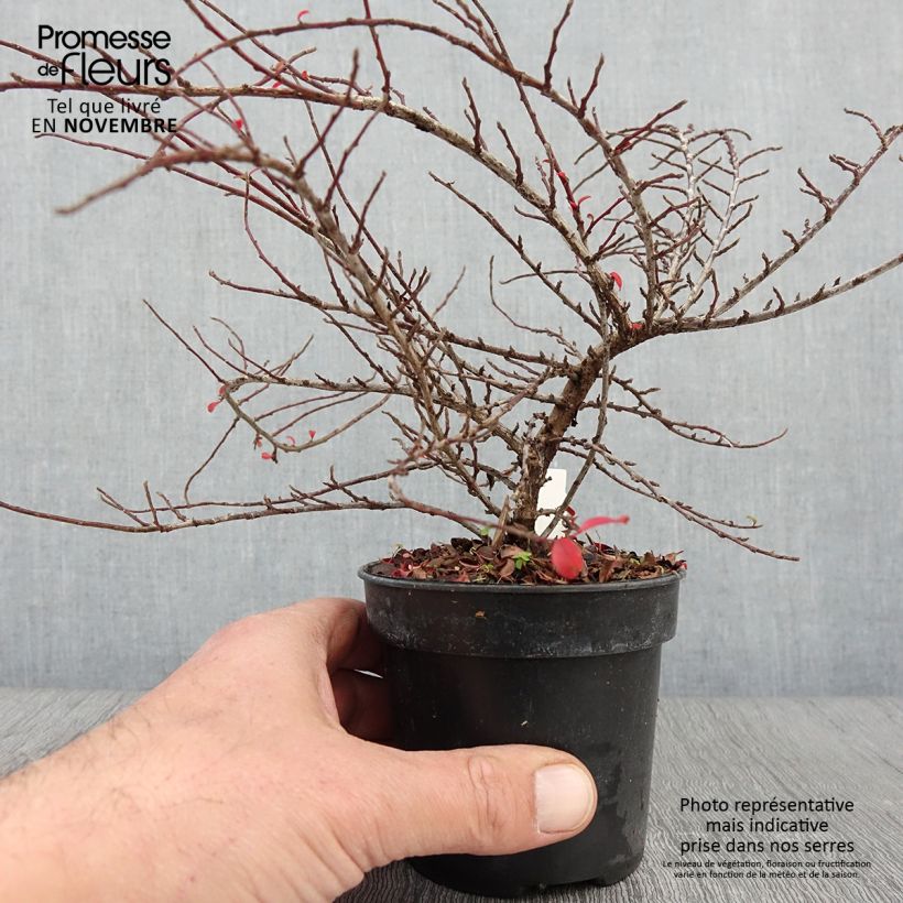 Spécimen de Cotoneaster adpressus Little Gem Pot de 10 cm/11cm tel que livré en automne