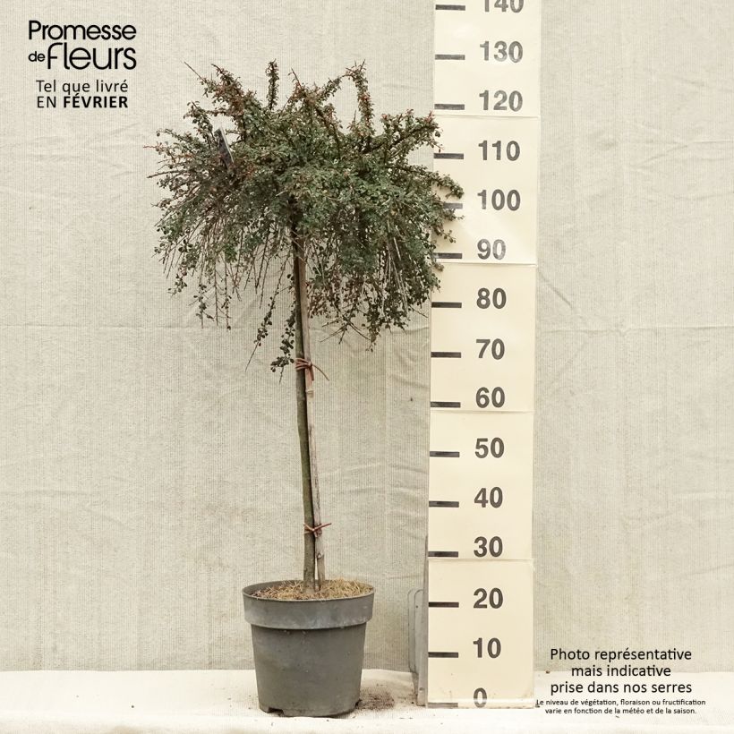Spécimen de Cotoneaster congestus Pot de 7,5L/10L, Tige de 80 tel que livré en hiver