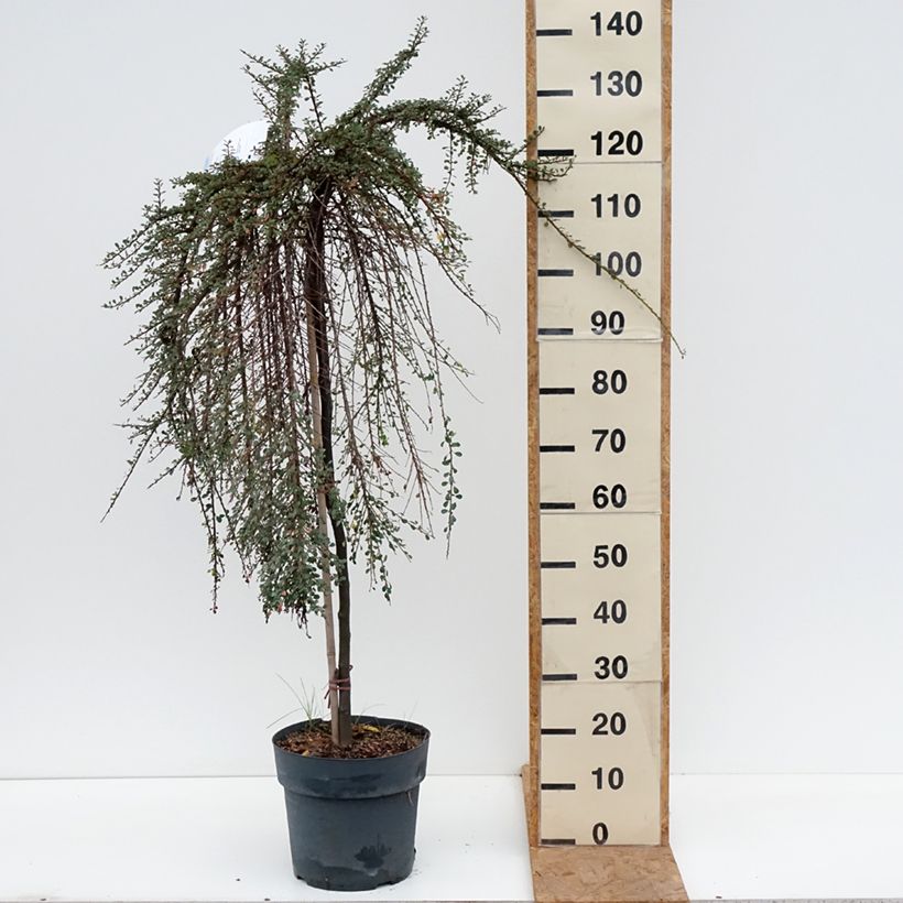 Spécimen de Cotoneaster congestus Pot de 7,5L/10L, Tige, Tige de 80 tel que livré en automne