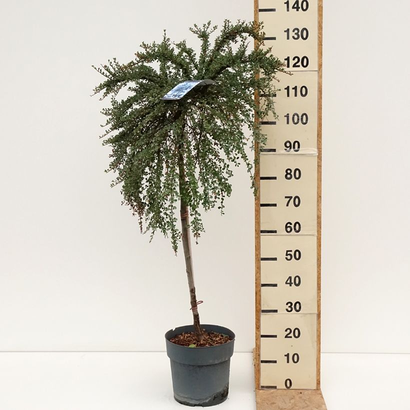 Spécimen de Cotoneaster congestus Pot de 7,5L/10L, Tige de 80 tel que livré en été