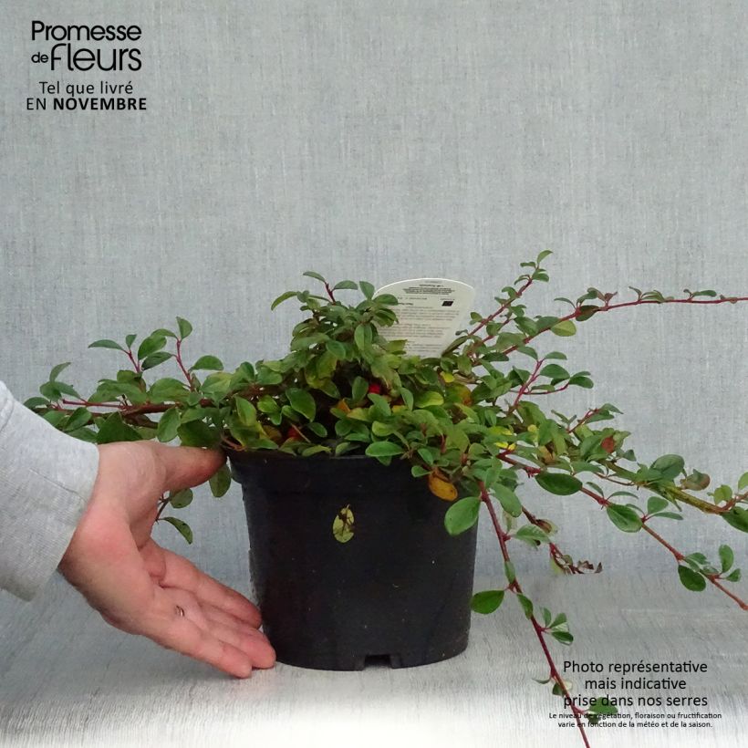Spécimen de Cotoneaster dammeri - Cotoneaster de Dammer Pot de 2L/3L tel que livré en automne