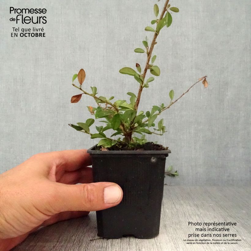 Spécimen de Cotonéaster dammeri Eichholz Godet de 8/9 cm tel que livré en automne