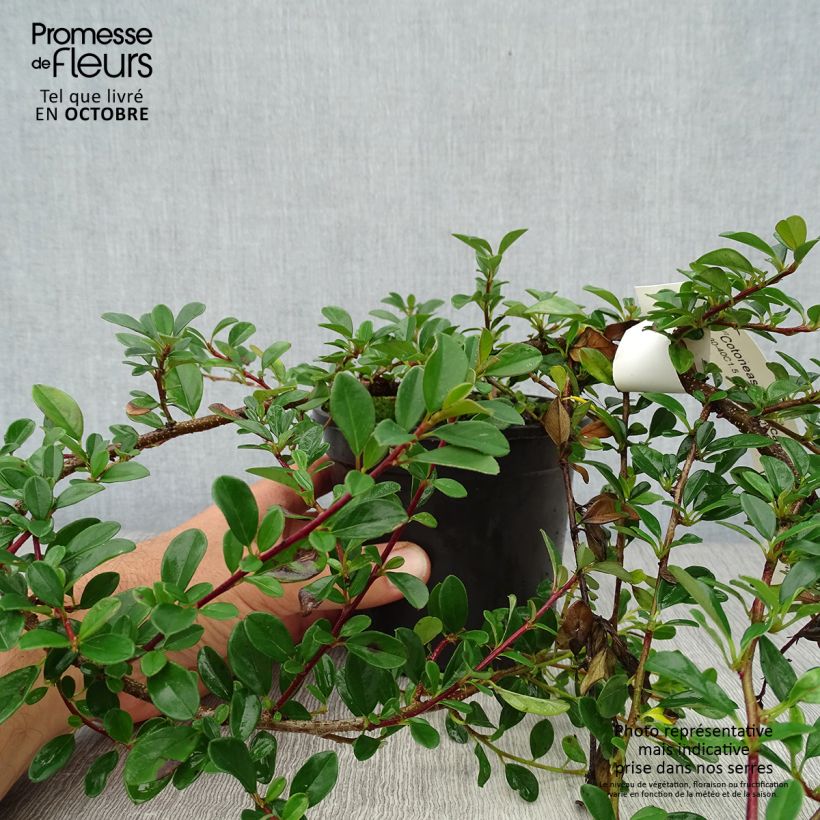 Spécimen de Cotonéaster dammeri Eichholz Pot de 1L/1,5L tel que livré en automne