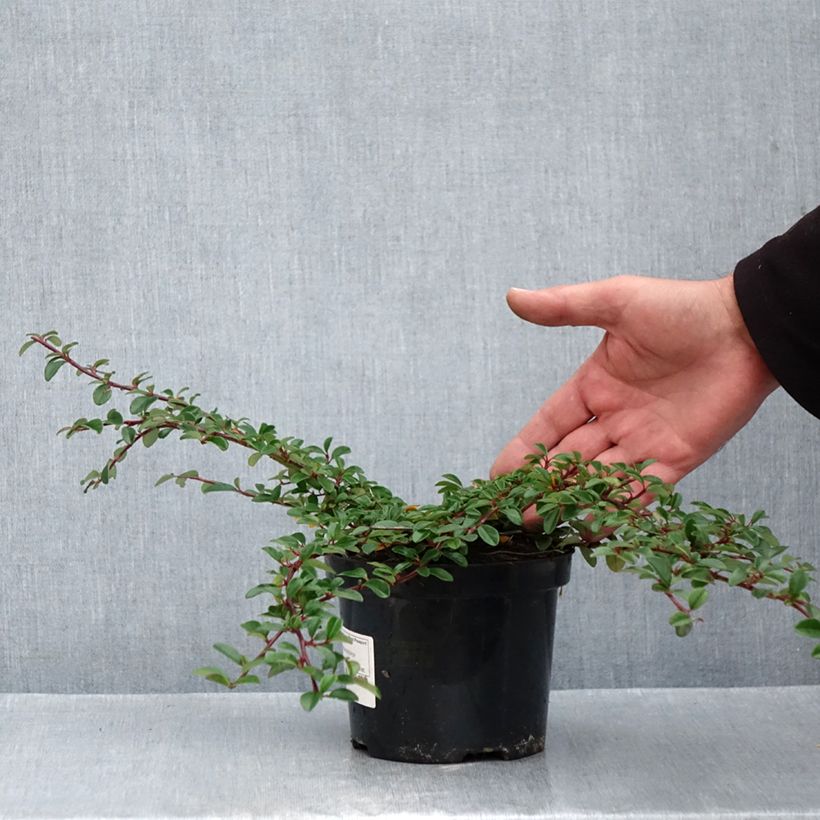 Spécimen de Cotoneaster dammeri Mooncreeper Pot de 1L/1,5L tel que livré en automne