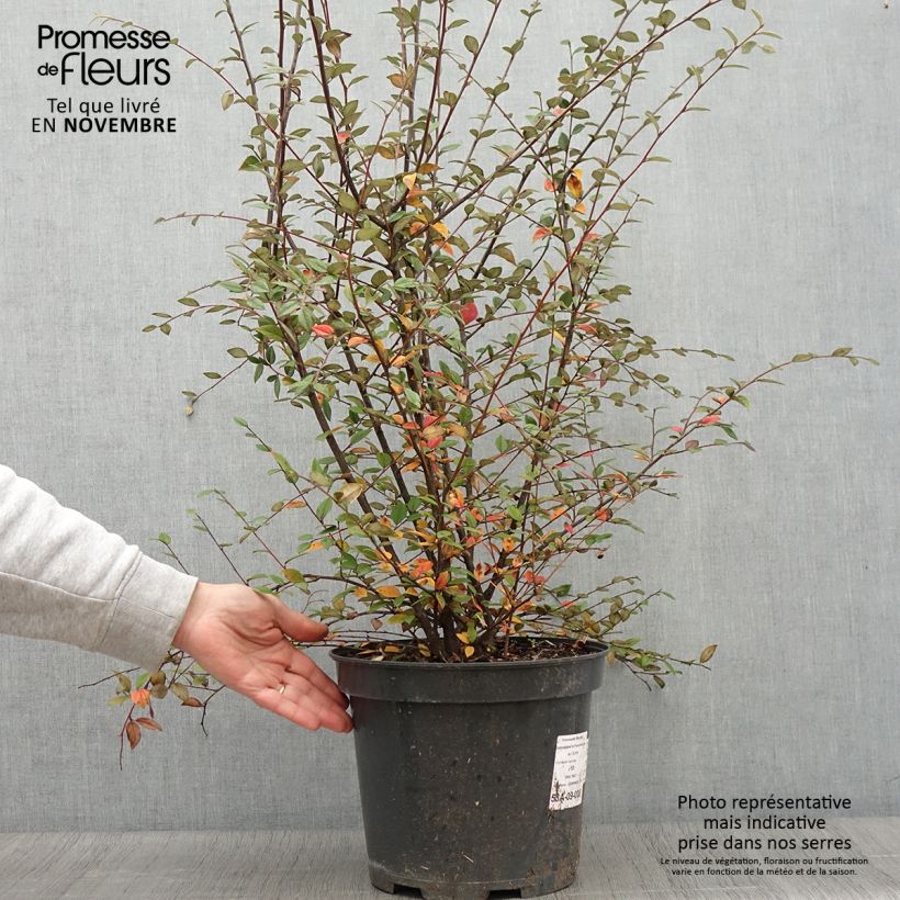 Spécimen de Cotoneaster franchetii - Cotonéastre de Franchet Pot de 7,5L/10L tel que livré en automne