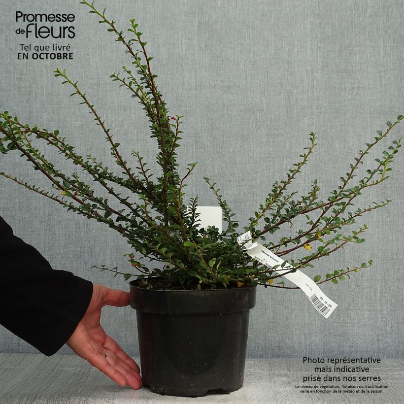Spécimen de Cotoneaster horizontalis - Cotonéaster rampant Pot de 2L/3L tel que livré en automne