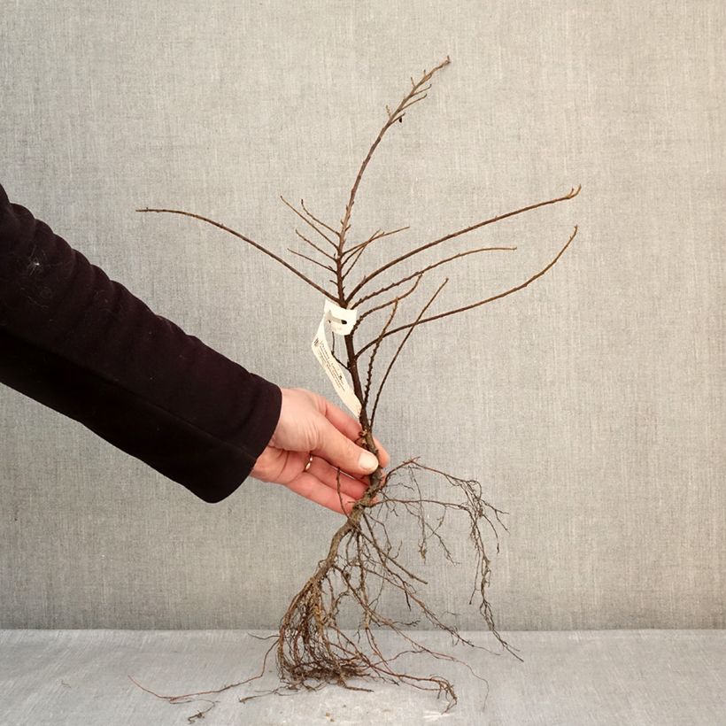 Spécimen de Cotoneaster horizontalis - Cotonéaster rampant Racines nues tel que livré en hiver