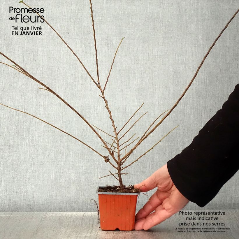 Spécimen de Cotoneaster horizontalis - Cotonéaster rampant Godet de 8/9 cm tel que livré en hiver