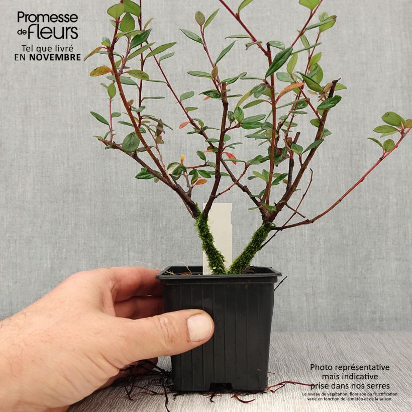 Spécimen de Cotoneaster lacteus - Cotonéaster laiteux Godet de 8/9 cm tel que livré en automne