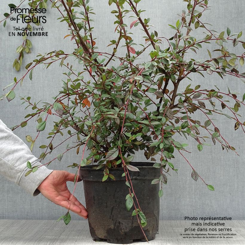 Spécimen de Cotoneaster lacteus - Cotonéaster laiteux Pot de 7,5L/10L tel que livré en automne