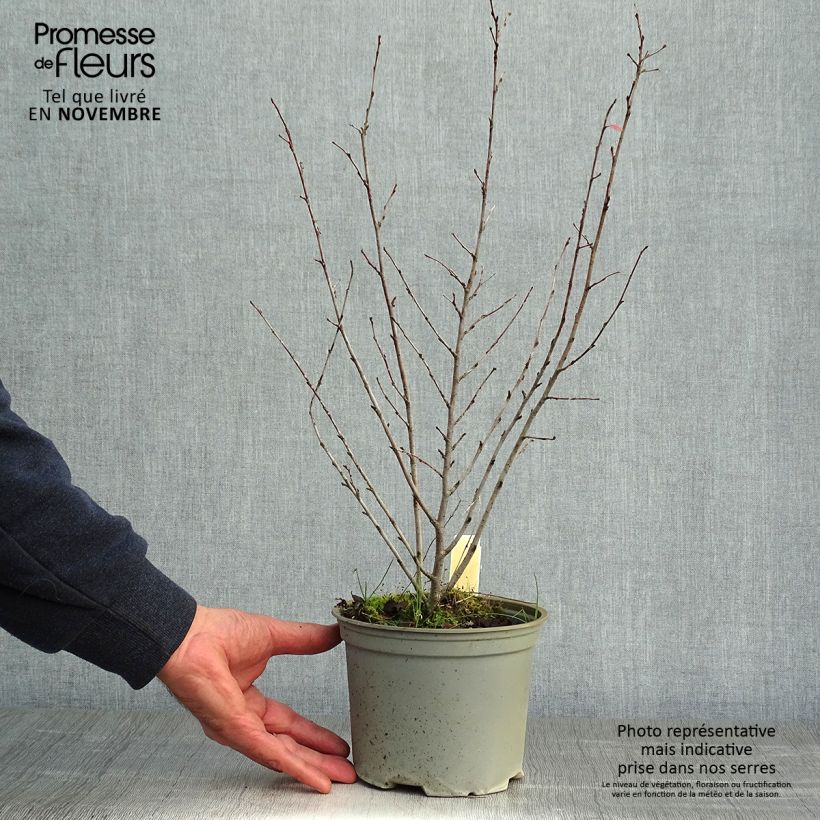 Spécimen de Cotoneaster lucidus  Pot de 2L/3L tel que livré en automne